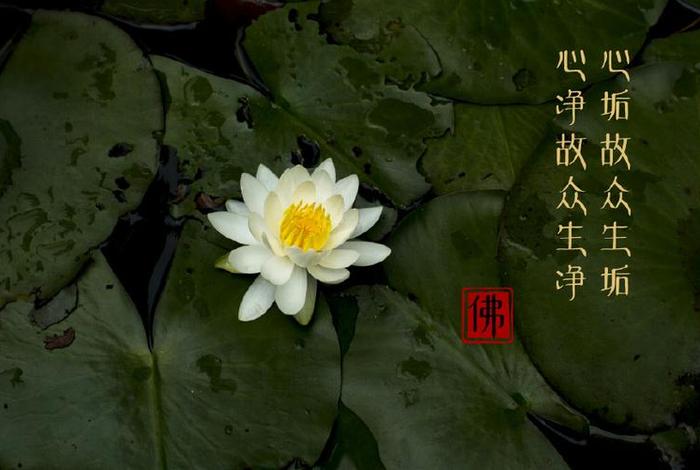 佛学清净心，佛家讲清净心