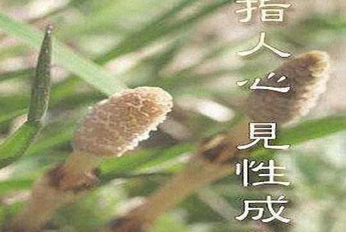 佛教度化众生的经文（佛菩萨度化众生的善巧方法）