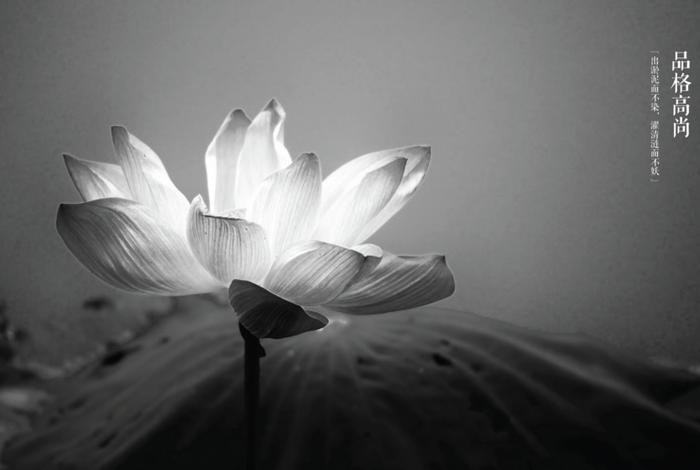 佛教莲花图案设计图片，佛教莲花图片 壁纸 禅意