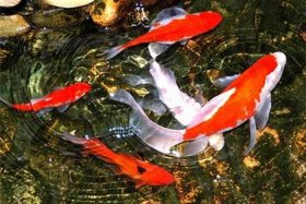 佛教放生鱼讲解 - 佛对放生鱼的经典句子
