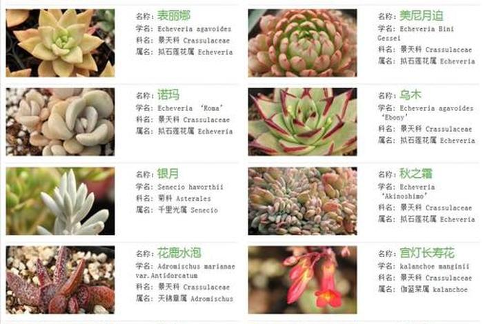 多肉花卉讲解（多肉花卉品种介绍）