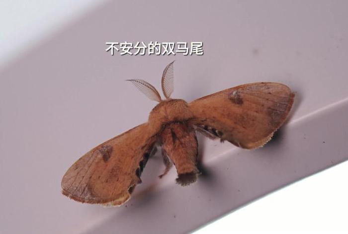 佛教中关于大飞蛾的说法；大飞蛾是什么虫变的