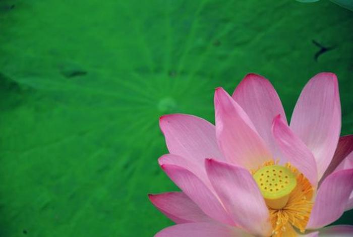 佛教莲花图案设计图片，佛教莲花图片 壁纸 禅意