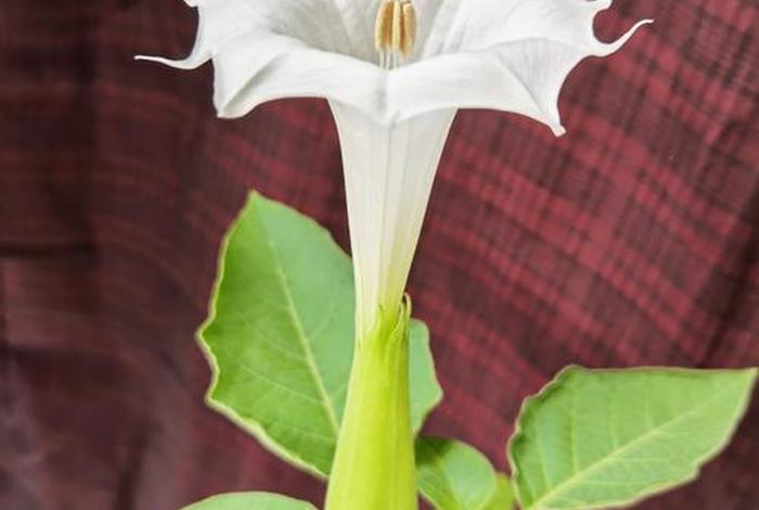 佛教知识曼陀罗花图片高清（佛教知识曼陀罗花图片高清大图）