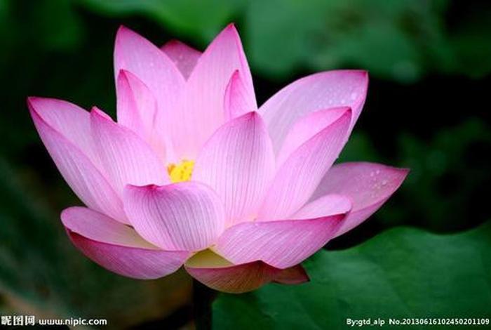 佛教中莲花的真实秘密（佛教中的莲花是什么含义？）
