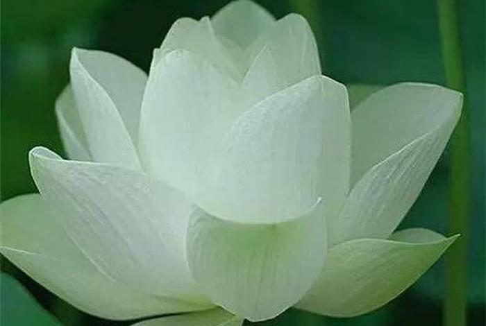 佛家四吉祥花 - 佛教四大吉祥物