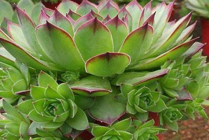 多肉佛门 佛教多肉植物