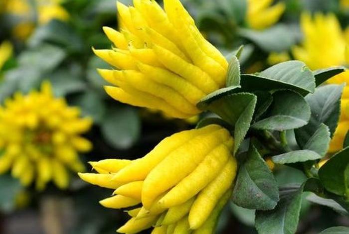 佛教花和果代表什么、佛教4种花