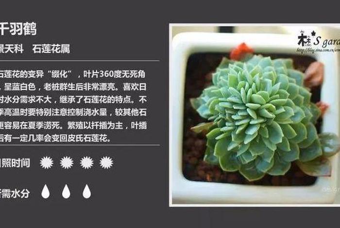 多肉生命教育课程，多肉生命力为什么这么旺盛