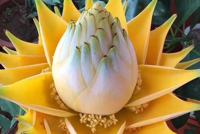 佛教花和果代表什么、佛教4种花