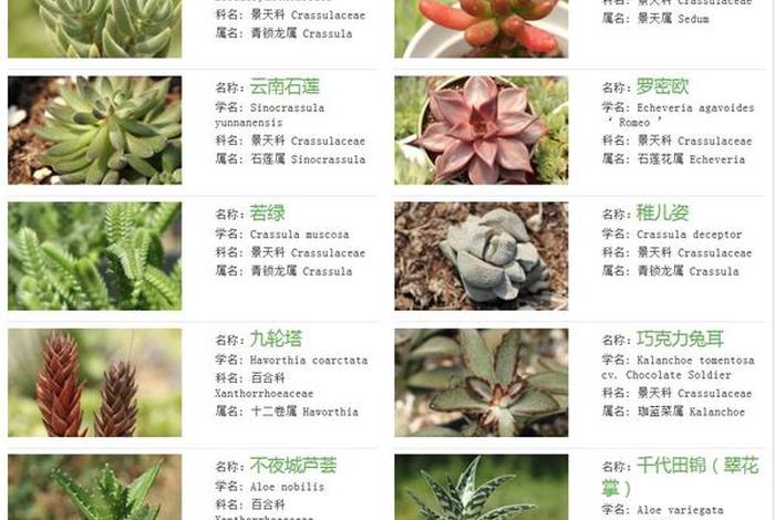 多肉知识大全及图片介绍 - 多肉植物科普知识