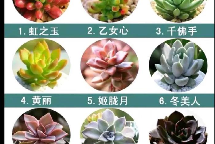 多肉花卉知识 - 多肉养花知识大全