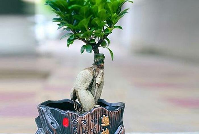 佛教绿植 - 佛教盆栽