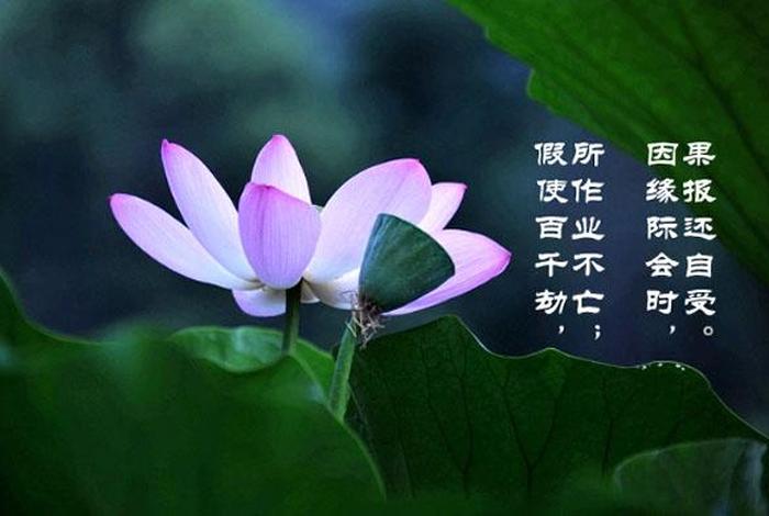 佛教中忏悔三世罪，忏悔三世罪完整版佛歌