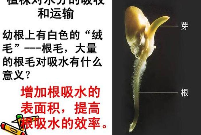善根是怎么来的 什么叫善根 善根是怎么来的 什么叫善根