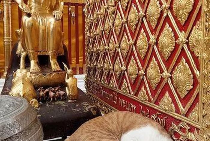 佛教与猫的渊源 佛教和猫
