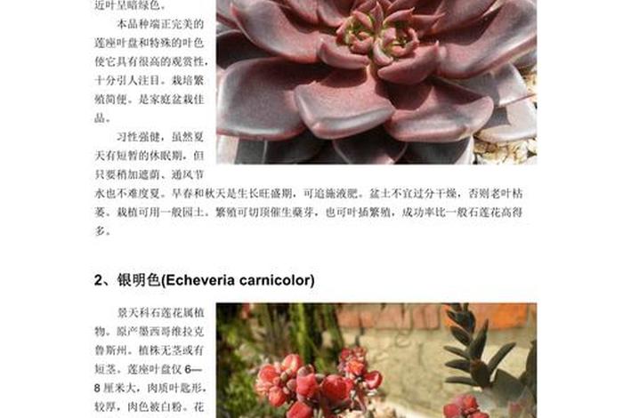 多肉知识，关于多肉植物的资料