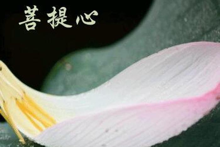 佛学中说七菩提分是什么意思；七支菩提心修法