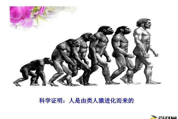 人类是怎么来的大全，秒懂百科人类是怎么来的