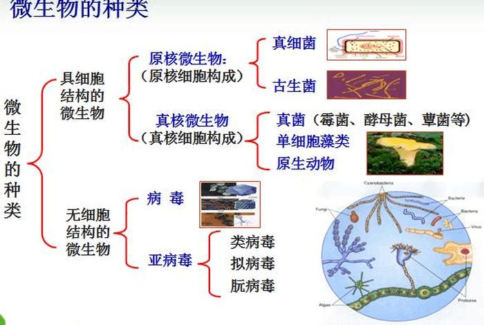 佛教解释微生物也是生命；佛教 微生物