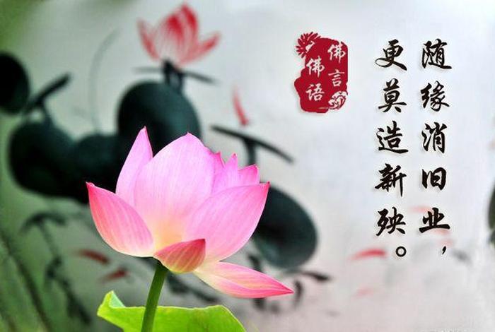 佛教莲花偈 - 莲花佛语经典语录