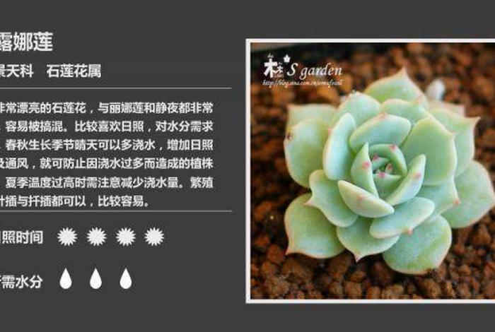 多肉植物入门基础知识，多肉植物的养殖方法(新手入门)