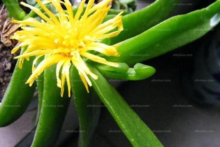 佛教植物有灵魂吗（佛教里植物有生命吗）