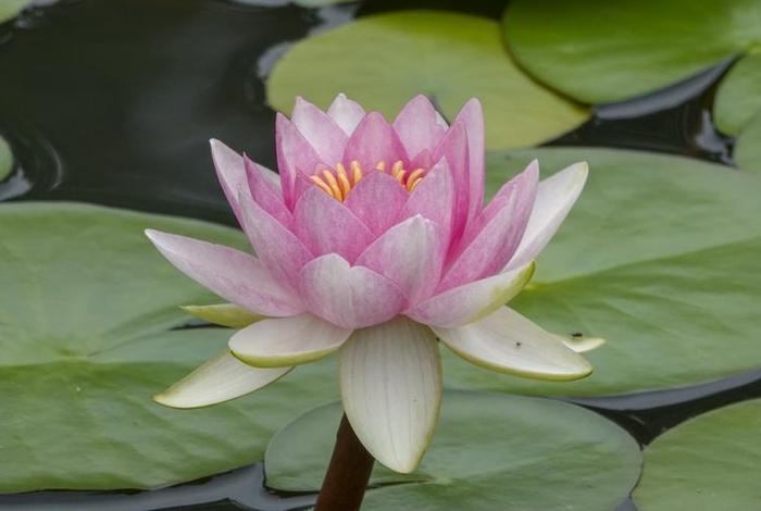 五色莲花的含义；五色莲花图