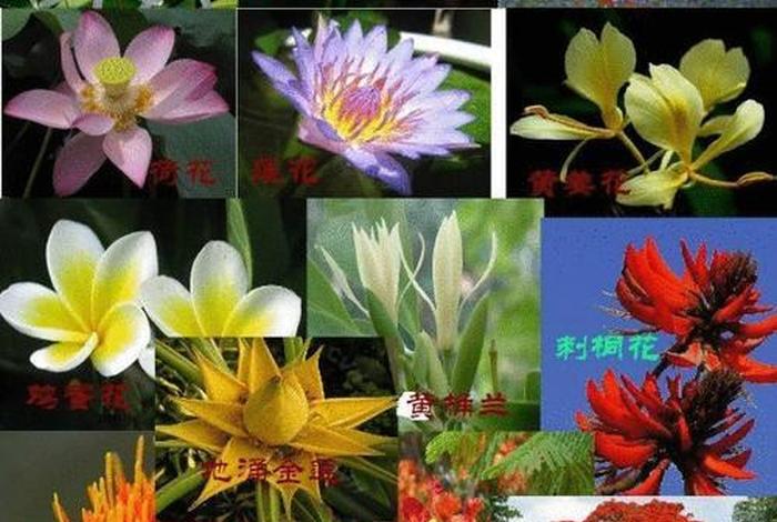 佛教五树六花是哪些植物，佛教规定的五树六花是哪些