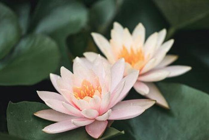 佛教说的花素的意思 - 花素素对人体的好处