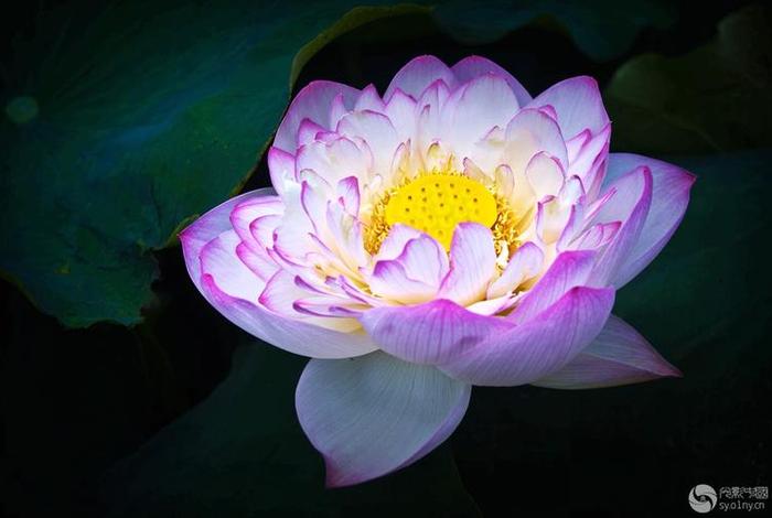 佛教五色莲花图片大全（佛教 五色）