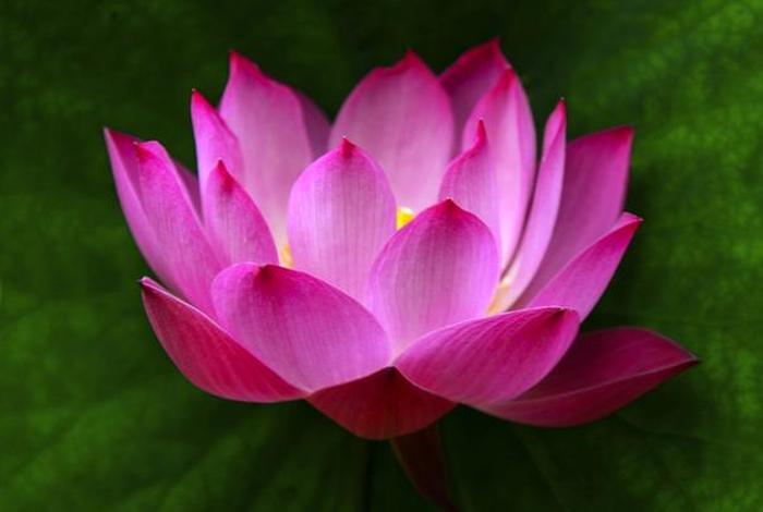 佛教莲花图片 禅意 唯美 吉祥（佛教莲花精美图片）
