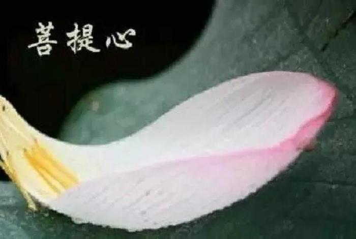 学佛如何发菩提心 - 学佛发菩提心是什么意思