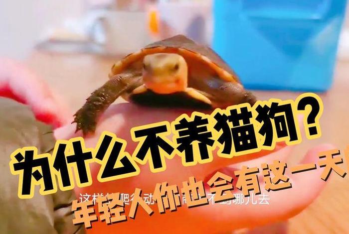 玄学哪种人不适合养猫；四种人不宜养猫