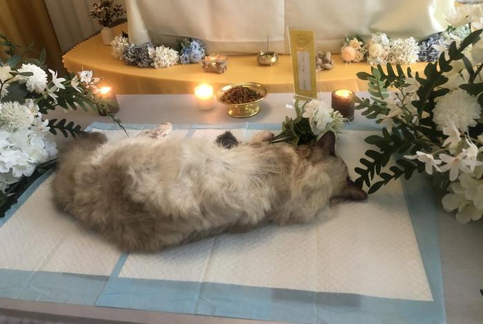 佛家认为小猫死后怎么处理、佛教关于埋葬死去的猫