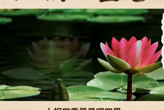 佛教上报四重恩哪四种（佛教上报四重恩都哪四恩）