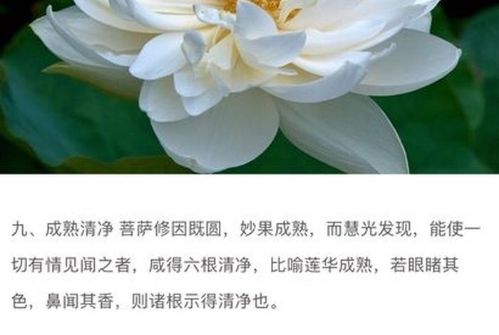 佛教中莲花的真实秘密（佛教中的莲花是什么含义？）