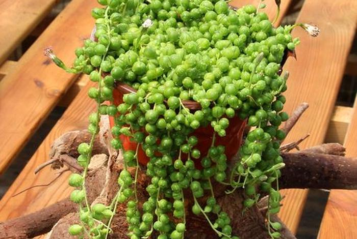 多肉是佛花吗、多肉佛珠花图片