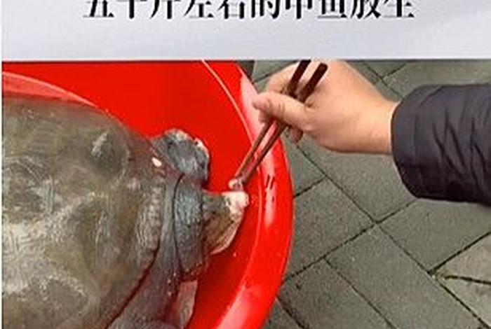 佛教放生蛇的10种功德 - 放生放蛇的功德