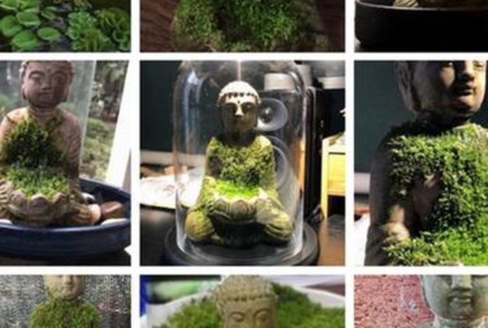 佛教解释一下植物 佛教说植物