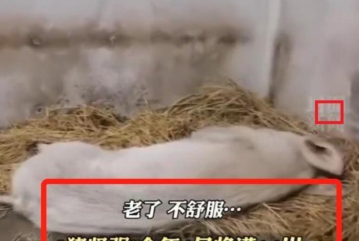 瘦骨的意思，瘦骨嶙峋的生肖是什么