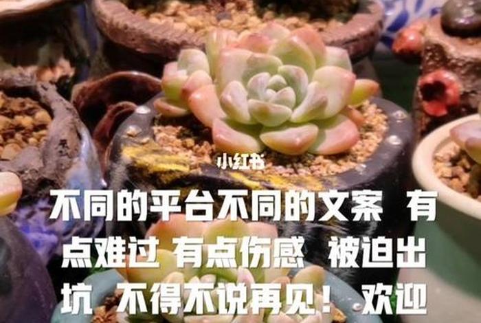 多肉植物英文文案图片高清 - 多肉植物英文文案图片高清版