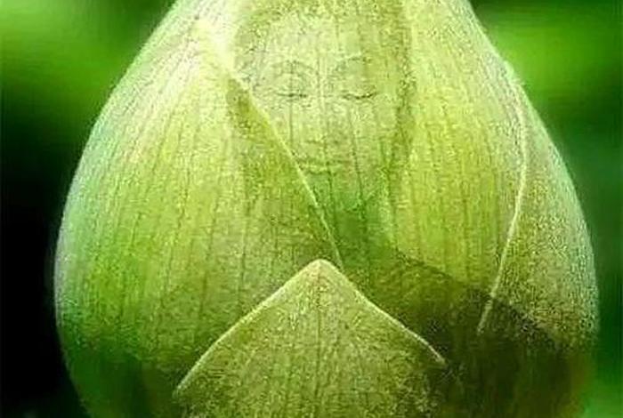 佛教讲植物有生命吗 佛教认为植物有生命吗