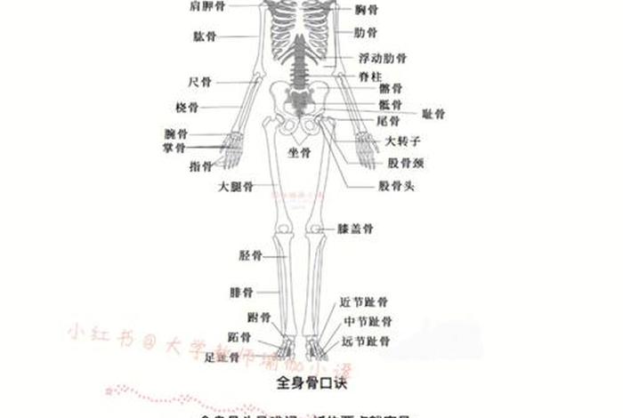 学骨的特点 - 骨学怎么学