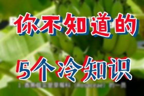 你不知道的冷知识原文、你不知道的冷知识图片