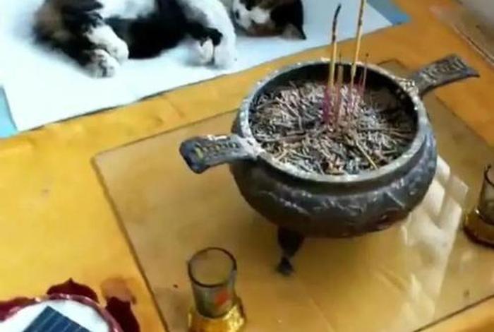 佛教关于猫和狗的说法（佛教关于猫和狗的说法正确的是）