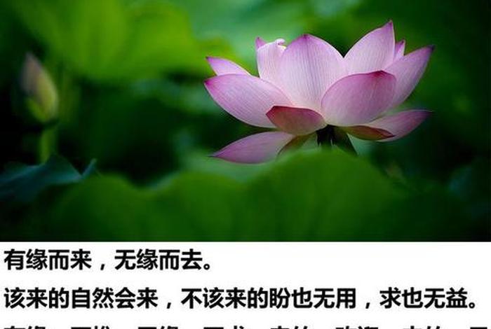 佛教使人平静 - 佛家让人平心静气的话