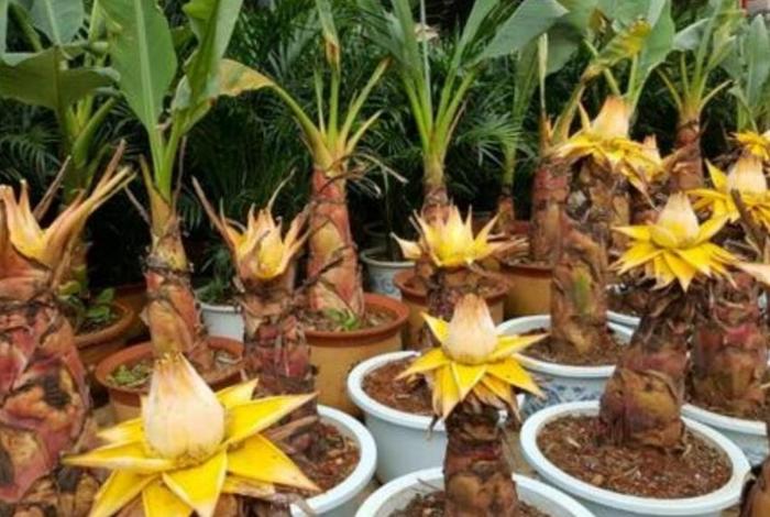 佛教对植物的论断 佛学植物