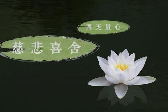 慈悲心愿完整版，慈悲心切