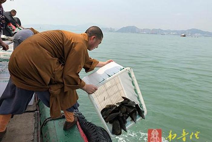 佛学放生的时候怎么念（佛法放生）